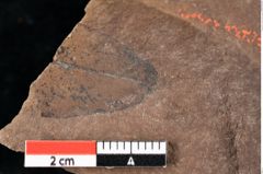 Foto (Detailansicht) von Sphaeria daphnes Ettingshausen (NHMW-GEO-2024-0188-0031b)